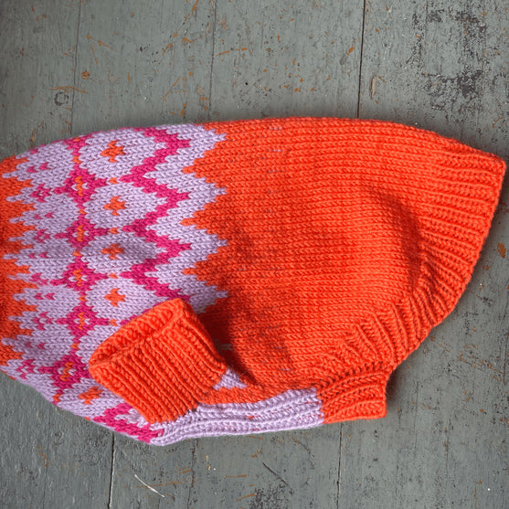 Bichon Havanais - Hundegenser
4