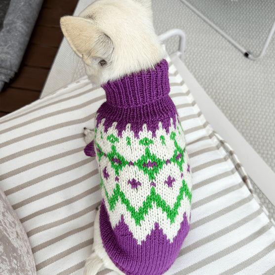 Chihuahua - Hundegenser
2