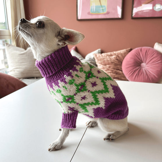 Chihuahua - Hundegenser
3