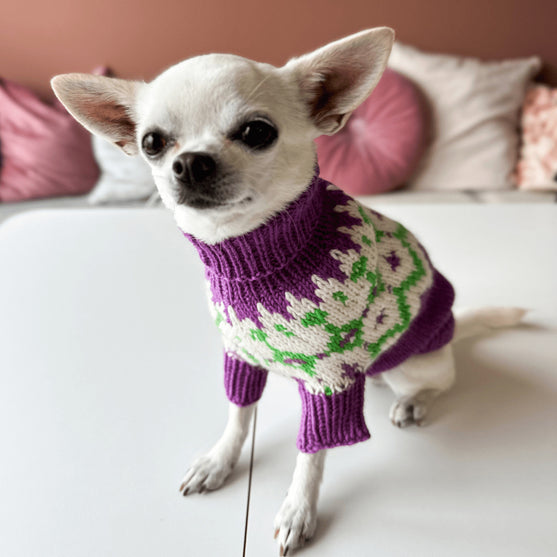 Chihuahua - Hundegenser
4
