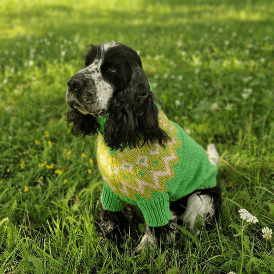 Cocker Spaniel - Hundegenser
2