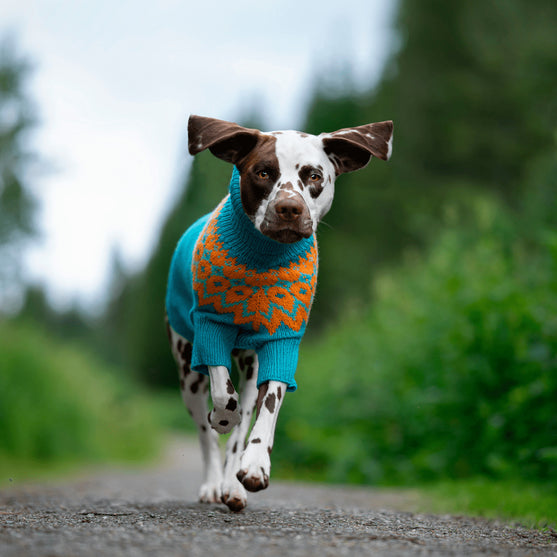 Dalmatiner - Hundegenser
2