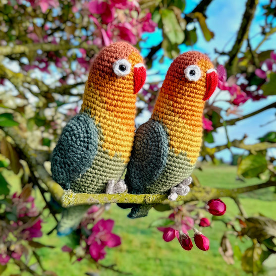 Fischer’s Lovebird
5