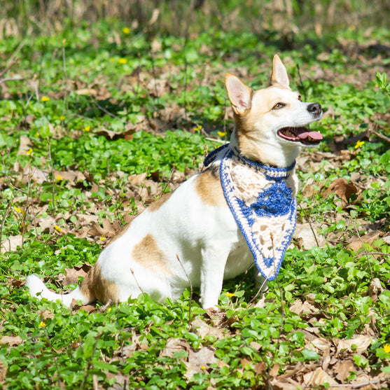 Gina - Hundetørkle
2