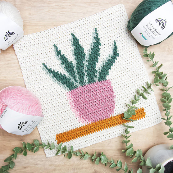 

Snake Plant - Veggoppheng
2