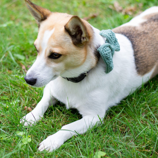 

Wow Bow - Hundesløyfe
3