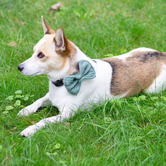 

Wow Bow - Hundesløyfe
2