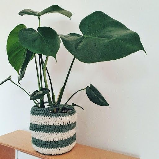 June - Plantekurv